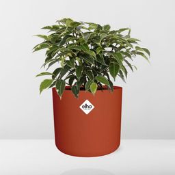 Ficus Benjamina Kinky in ELHO b.for soft rond 14cm brique (21780)