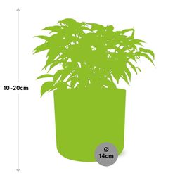 Ficus Benjamina Kinky in ELHO b.for soft rond 14cm brique (21780)