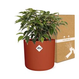Ficus Benjamina Kinky in ELHO b.for soft rond 14cm brique (21780)