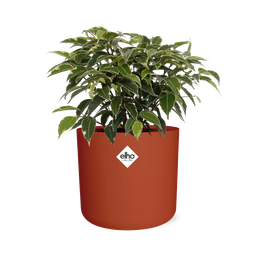 Ficus Benjamina Kinky in ELHO b.for soft rond 14cm brique (21780)