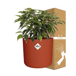Ficus Benjamina Kinky in ELHO b.for soft rond 14cm brique (21780)