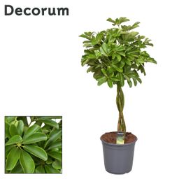 Schefflera Compacta (Nora) Gevlochten Stam (Decorum) (22297)