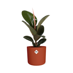 Ficus Elastica ‘Robusta’ in ELHO b.for soft rond 14cm brique (21506)