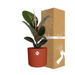 Ficus Elastica ‘Robusta’ in ELHO b.for soft rond 14cm brique (21506)