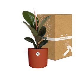 Ficus Elastica ‘Robusta’ in ELHO b.for soft rond 14cm brique (21506)