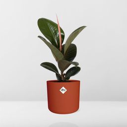 Ficus Elastica ‘Robusta’ in ELHO b.for soft rond 14cm brique (21506)