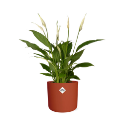 Spathiphyllum 12 Cm Torelli Zonder Hoes in ELHO b.for soft rond 14cm brique (21468)