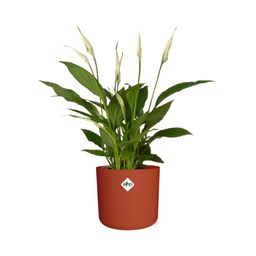 Spathiphyllum 12 Cm Torelli Zonder Hoes in ELHO b.for soft rond 14cm brique (21468)