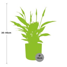 Spathiphyllum 12 Cm Torelli Zonder Hoes in ELHO b.for soft rond 14cm brique (21468)