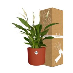 Spathiphyllum 12 Cm Torelli Zonder Hoes in ELHO b.for soft rond 14cm brique (21468)