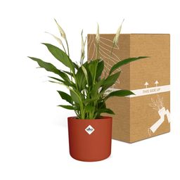 Spathiphyllum 12 Cm Torelli Zonder Hoes in ELHO b.for soft rond 14cm brique (21468)
