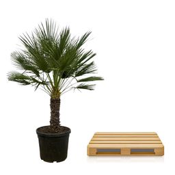 Chamaerops Humilis op stam - 150 cm - Ø45cm (8721081685352)