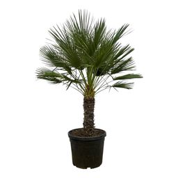 Chamaerops Humilis op stam - 150 cm - Ø45cm (8721081685352)