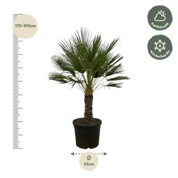 Chamaerops Humilis op stam - 150 cm - Ø45cm (8721081685352)