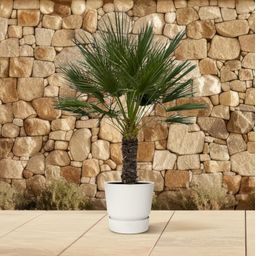 Chamaerops Humilis op stam - 150 cm - Ø45cm (8721081685352)