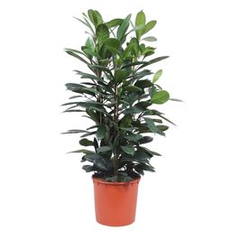 Ficus Cyathistipula struik - 140 cm - ø34 (8721055690771)