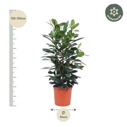 Ficus Cyathistipula struik - 140 cm - ø34 (8721055690771)