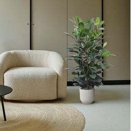 Ficus Cyathistipula struik - 140 cm - ø34 (8721055690771)