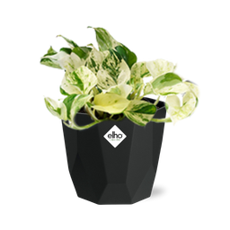 Epipremnum Pinnatum Happy Leaf in 14cm b.for rock living black (21643)