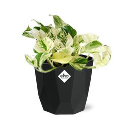 Epipremnum Pinnatum Happy Leaf in 14cm b.for rock living black (21643)