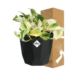 Epipremnum Pinnatum Happy Leaf in 14cm b.for rock living black (21643)