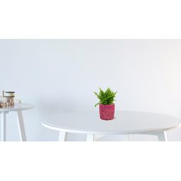 Nephrolepis Vitale 12cm (28778)