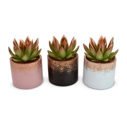 Echeveria Coloured Festival Bronze in Lara Ceramics - 3 stuks (25782)