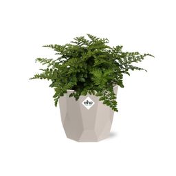 Asplenium Parvati in ELHO b.for rock 14 cm warm grey (21775)