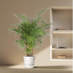 Dypsis Lutescens (Areca Palm) - 200 cm - ø40 (8721055690481)