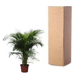 Dypsis Lutescens (Areca Palm) - 230 cm - ø40 (8721055690450)