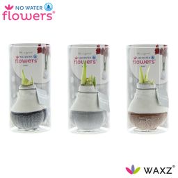 No Water Flowers Waxz Dipz Natural in Koker - 3 stuks - Ø7 cm (26998)