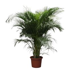 Dypsis Lutescens (Areca Palm) - 230 cm - ø40 (8721055690450)
