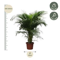 Dypsis Lutescens (Areca Palm) - 230 cm - ø40 (8721055690450)