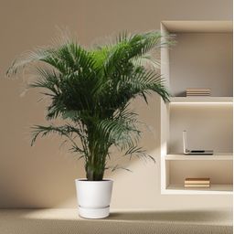 Dypsis Lutescens (Areca Palm) - 230 cm - ø40 (8721055690450)