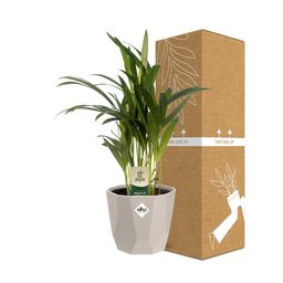 Dypsis Lutescens (Areca) 12cm in ELHO b.for rock 14 cm warm grey (21617)