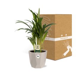 Dypsis Lutescens (Areca) 12cm in ELHO b.for rock 14 cm warm grey (21617)