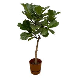 Ficus Lyrata stam inclusief elho Greenville Round bruin - 160 cm - Ø30 (8721081601567)