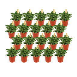 Crassula Stretto - 20 stuks (23389)