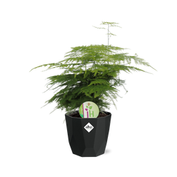 Asparagus ‘Plumosus’ in 14cm b.for rock living black (21657)