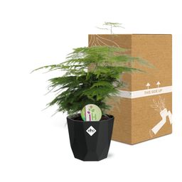 Asparagus ‘Plumosus’ in 14cm b.for rock living black (21657)