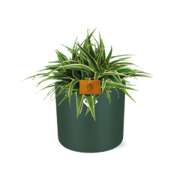 Chlorophytum Ocean 15cm in ELHO b. for soft rond 16cm leaf green (23287)