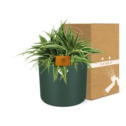 Chlorophytum Ocean 15cm in ELHO b. for soft rond 16cm leaf green (23287)