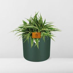 Chlorophytum Ocean 15cm in ELHO b. for soft rond 16cm leaf green (23287)
