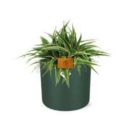 Chlorophytum Ocean 15cm in ELHO b. for soft rond 16cm leaf green (23287)