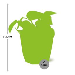 Scindapsus Pictus ‘Trebie’ in 14cm b.for rock living black (21645)