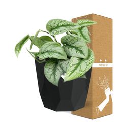 Scindapsus Pictus ‘Trebie’ in 14cm b.for rock living black (21645)