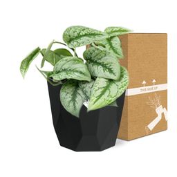 Scindapsus Pictus ‘Trebie’ in 14cm b.for rock living black (21645)