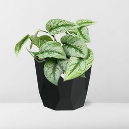 Scindapsus Pictus ‘Trebie’ in 14cm b.for rock living black (21645)