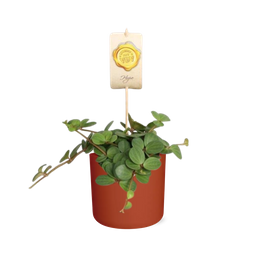 Peperomia ‘Hope’ in ELHO b.for soft rond 14cm brique (21496)