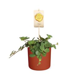 Peperomia ‘Hope’ in ELHO b.for soft rond 14cm brique (21496)